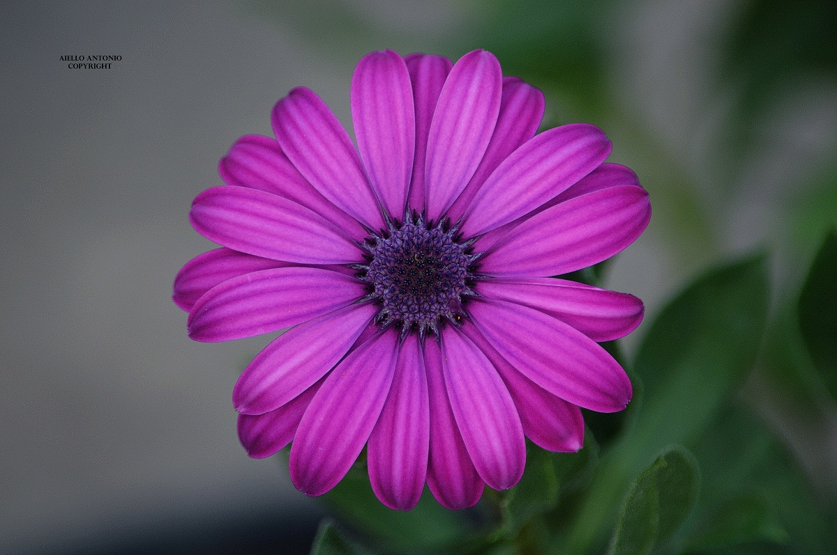 dimorphotheca ecklonis