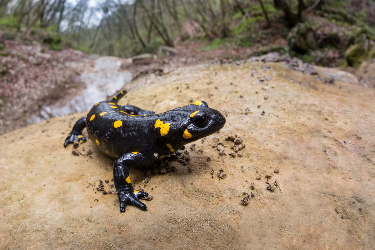 Salamandra pezzata nel suo ambiente...