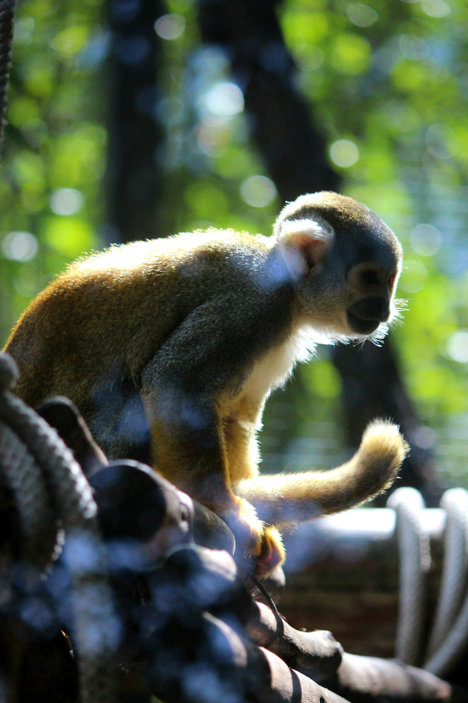 Squirrel Monkey