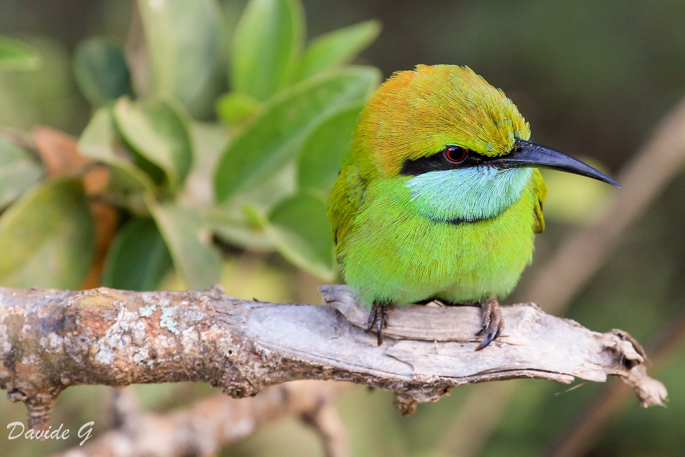 The green bee-eater Merops orientalis