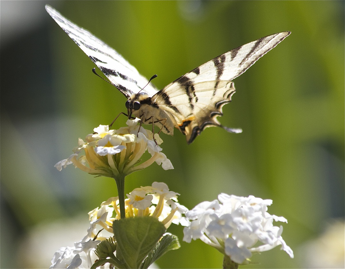 ... sun and nectar ...