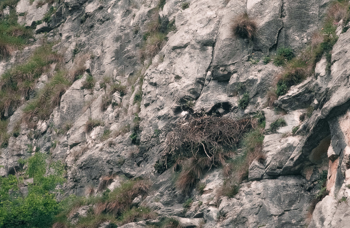 fledging ready .......