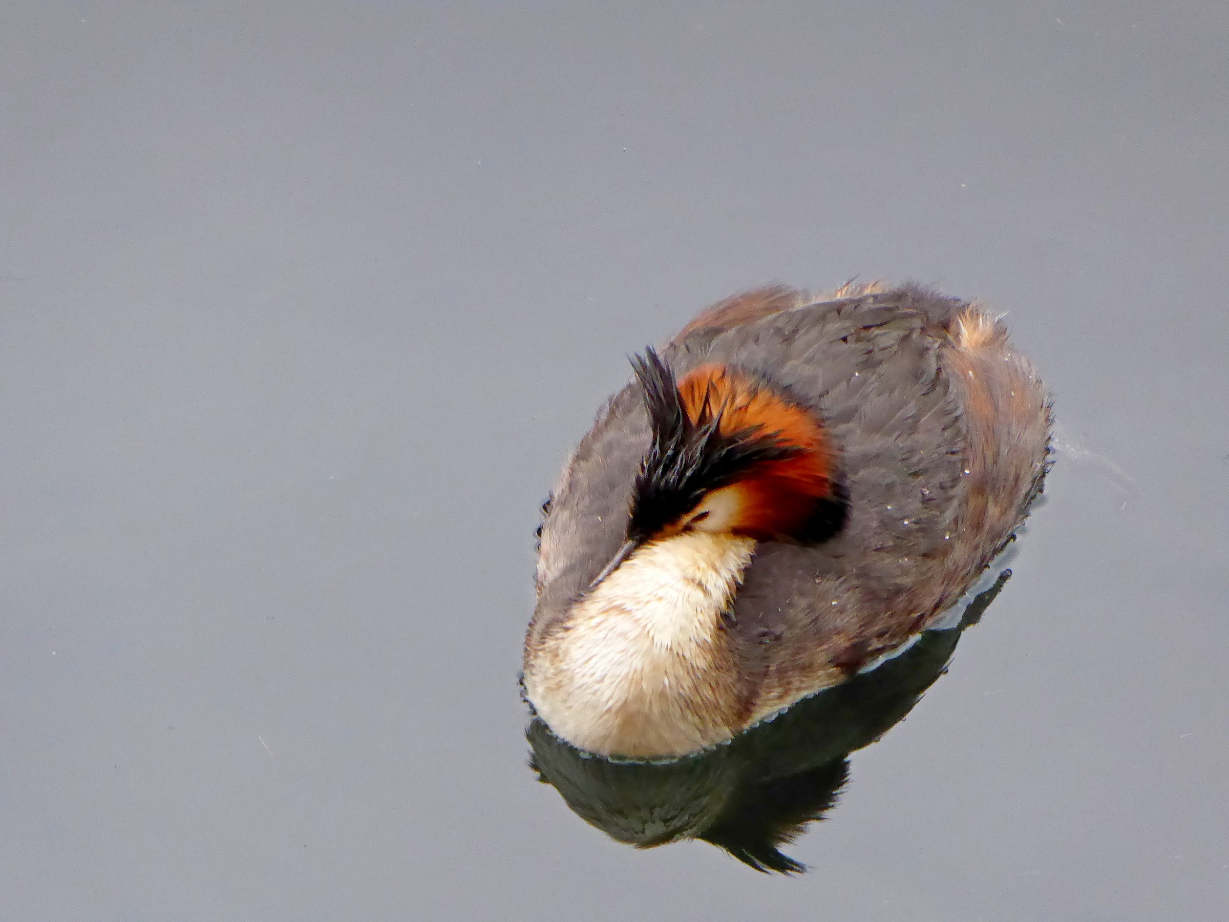 svasso maggiore dormiente