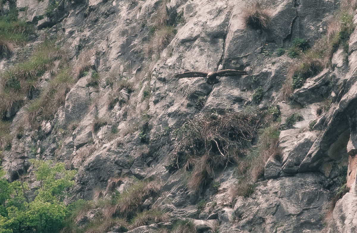 golden eagle ..... set ...