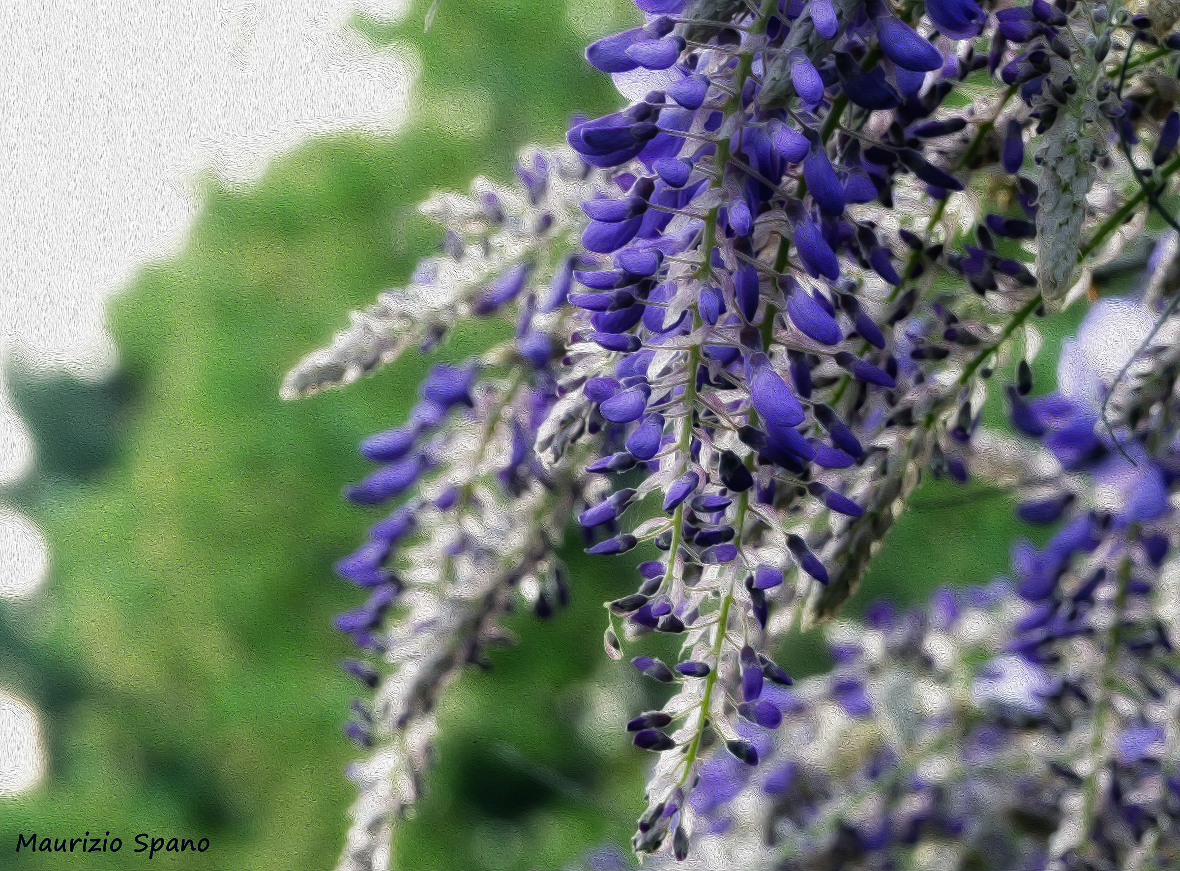 horizon house wisteria
