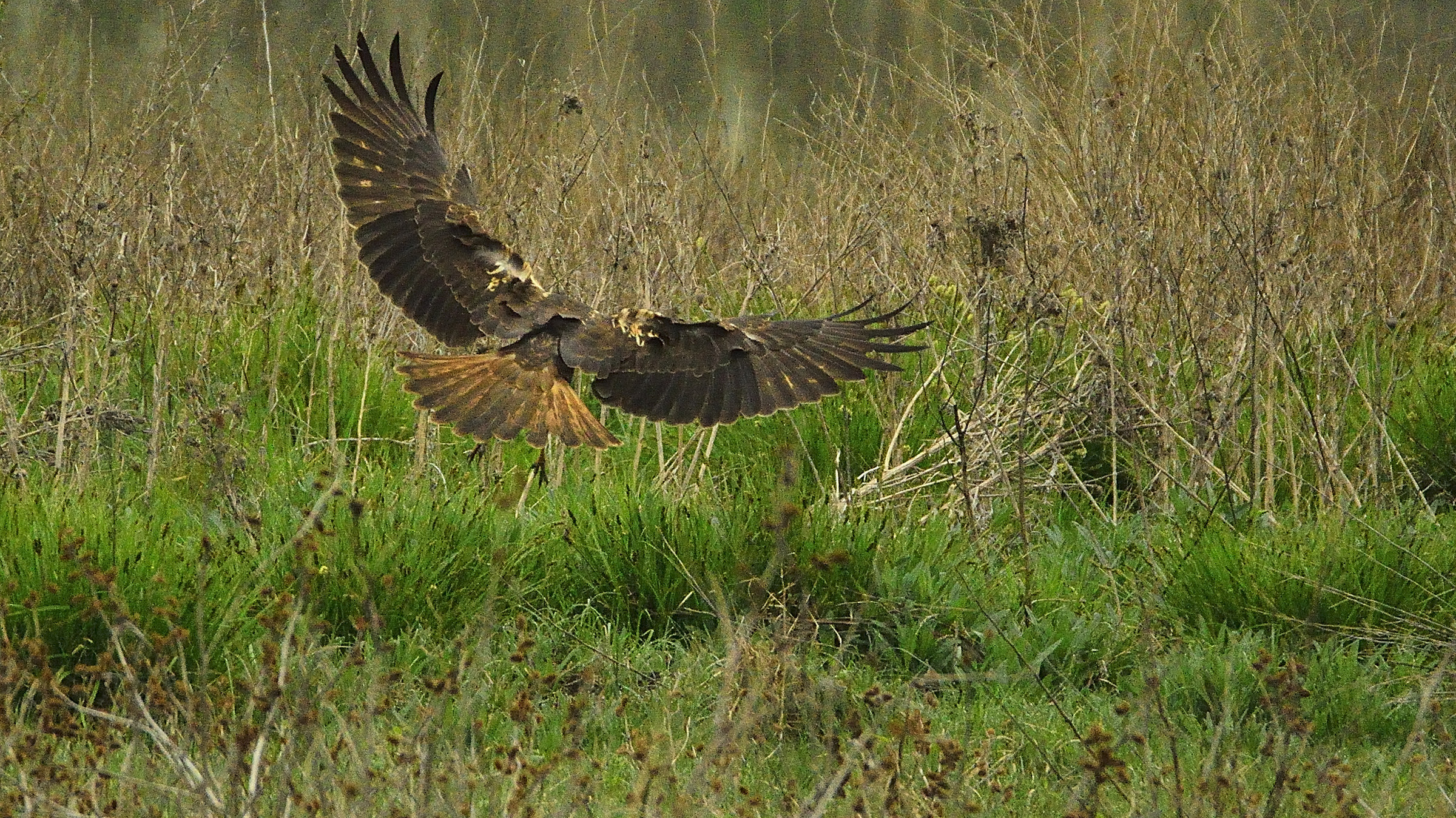 Marsh Harrier landing