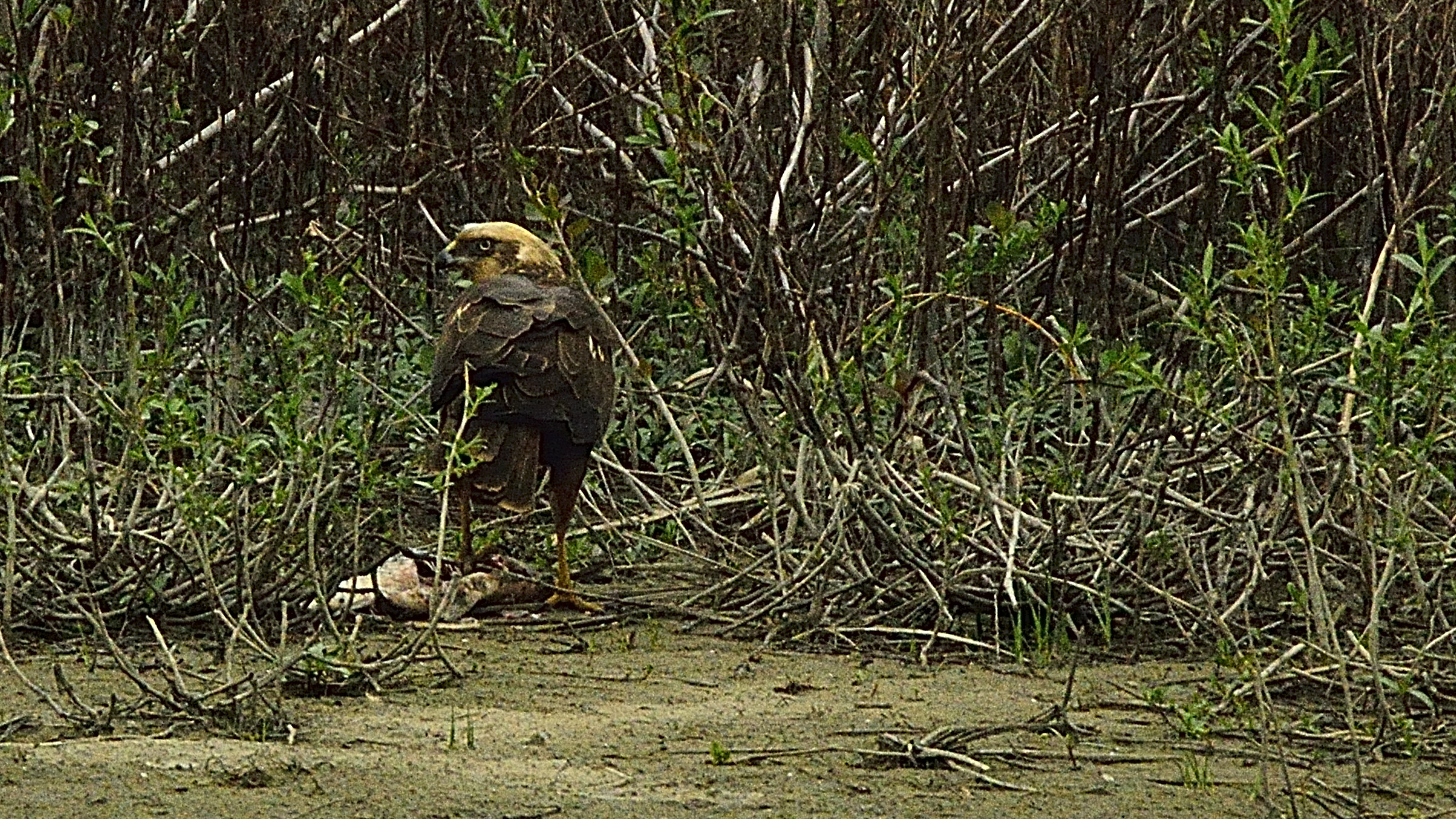 Marsh harrier on minnow housing