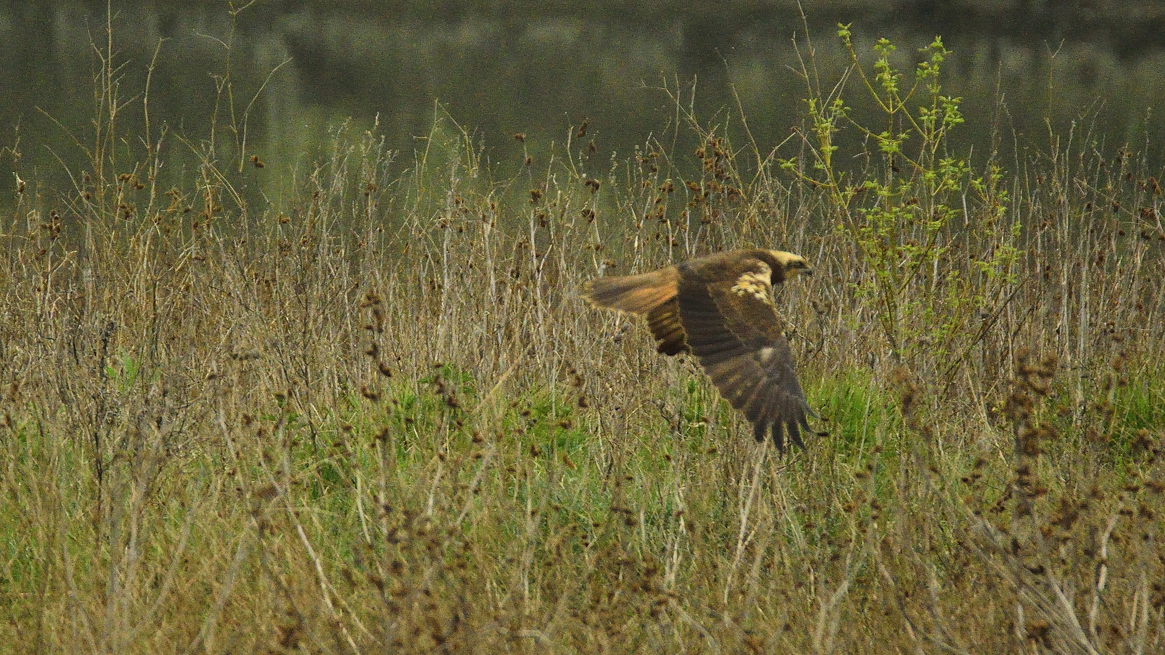 Marsh Harrier in flight