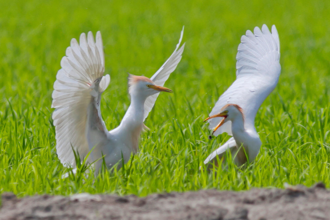 Guardabuoi:        Territorio