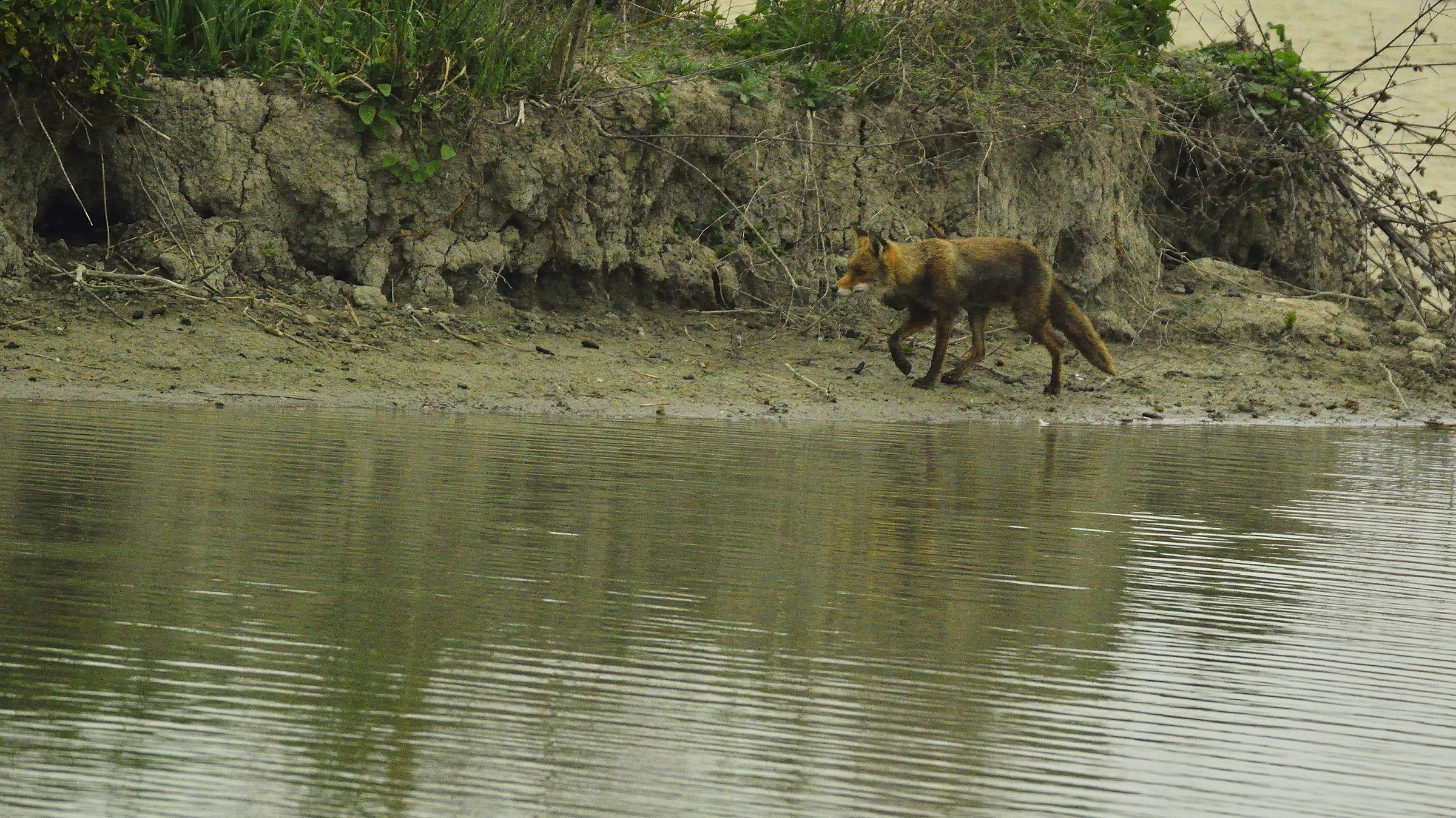 In search of breakfast ...