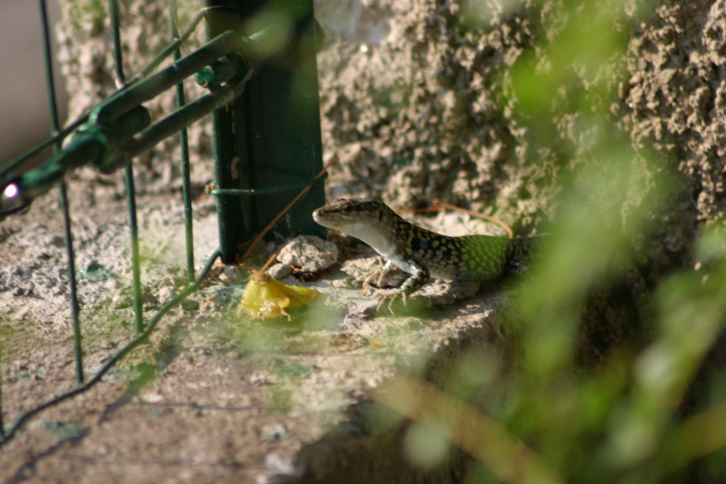 Podarcis muralis (Calabria)