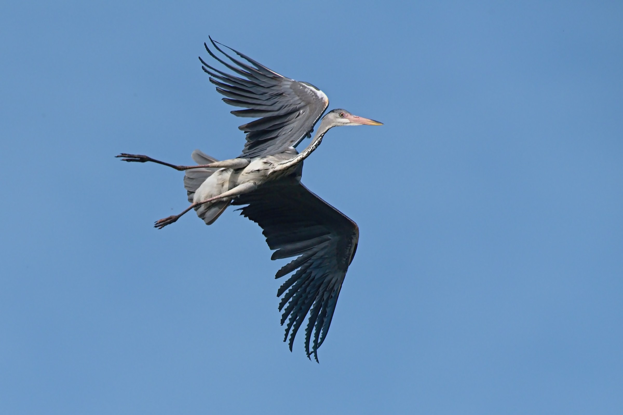 Mon Dieu, I missed the turn.