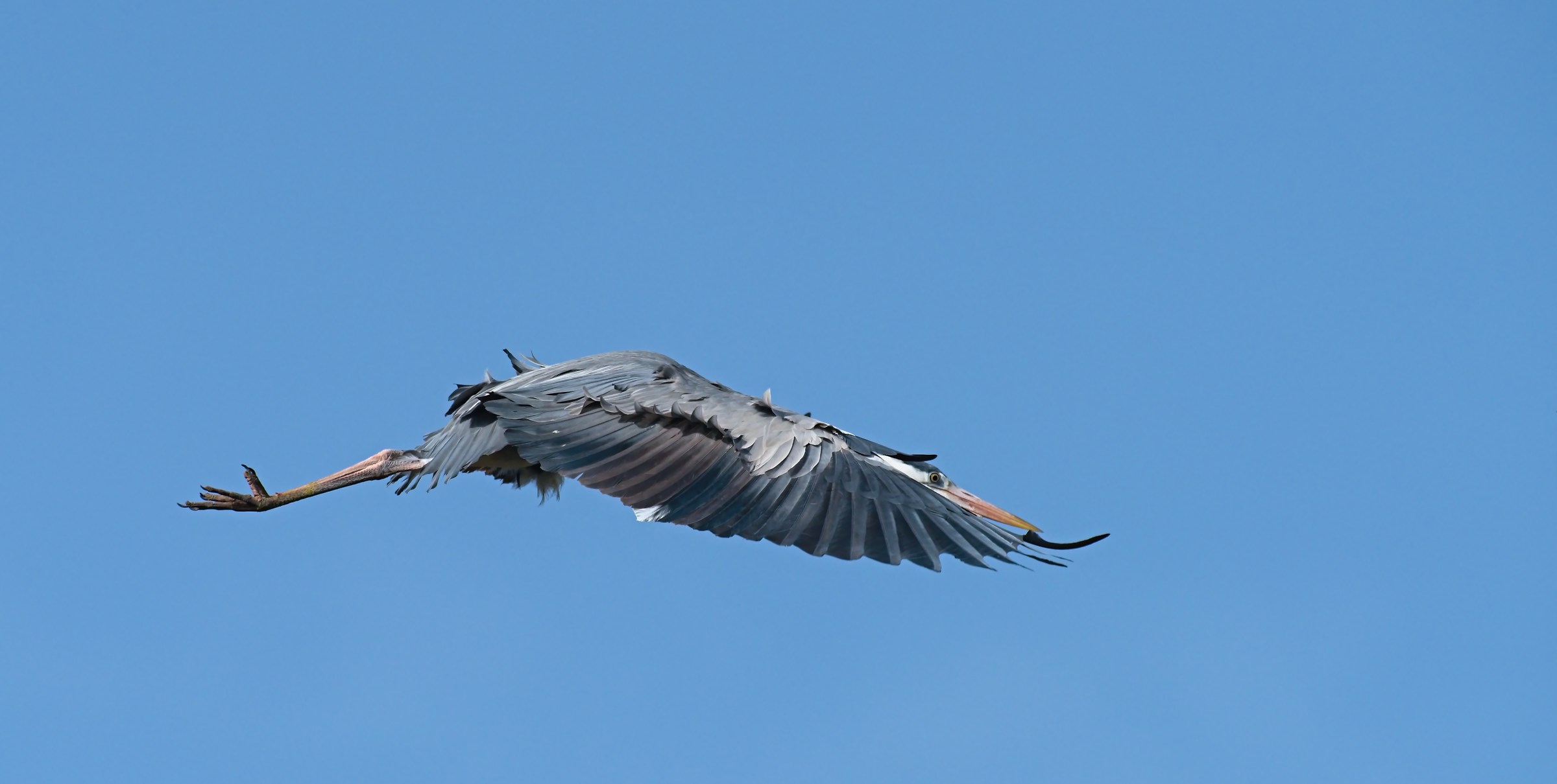 What a beautiful gliding