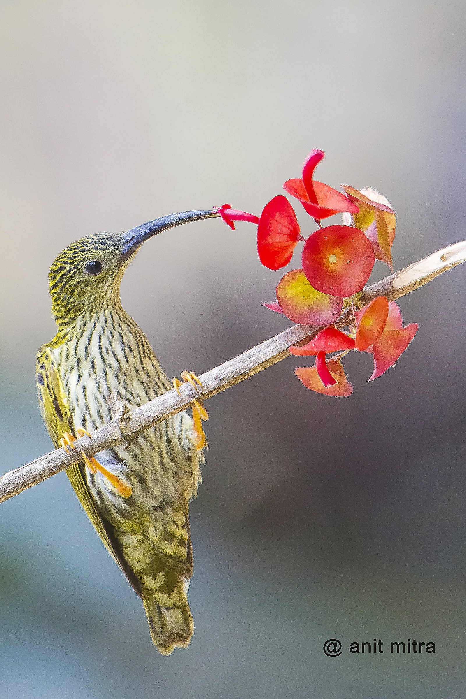 Streaked Spider-hunter with china-hat flower
