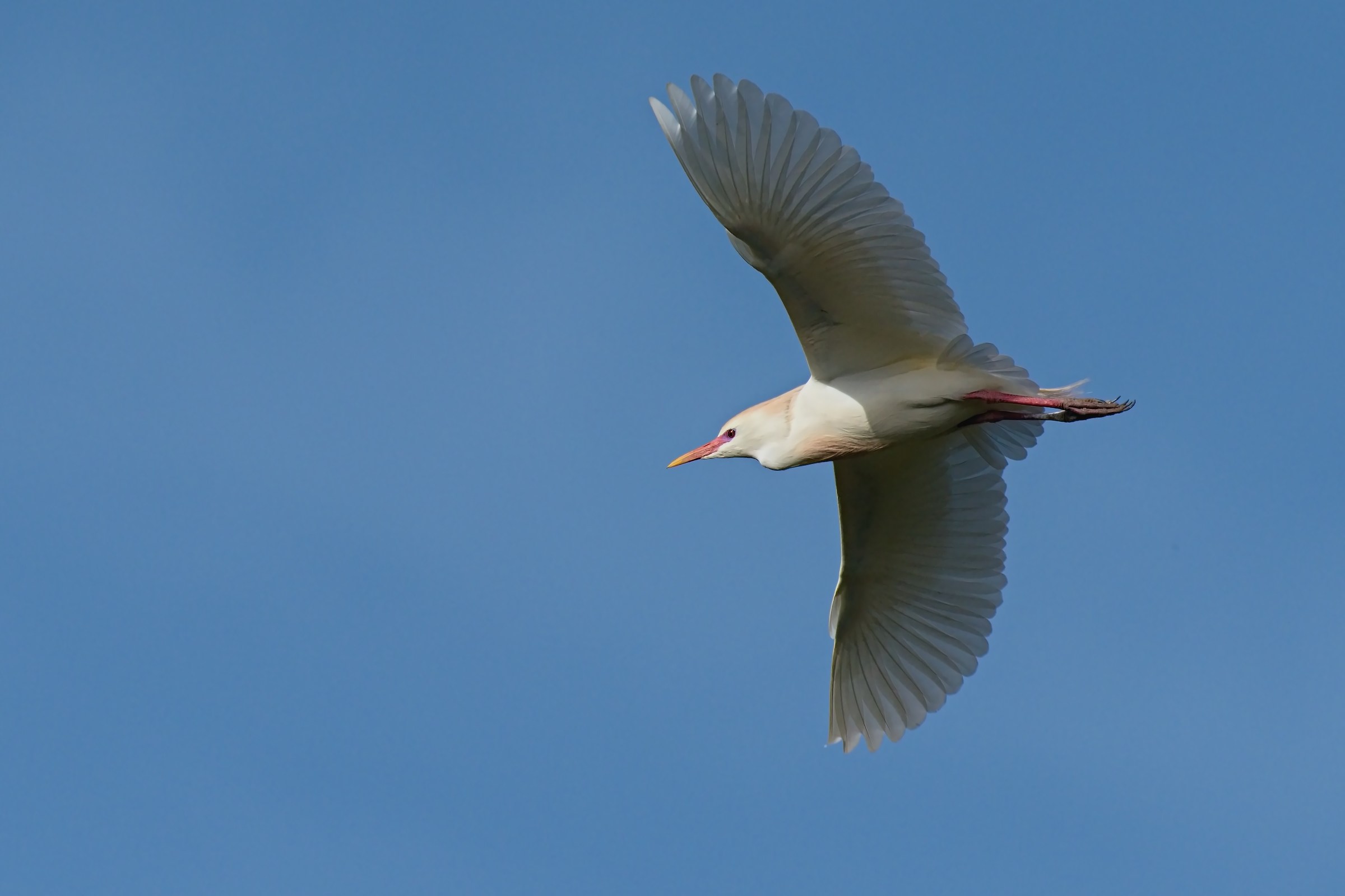 But I'm not a Heron.