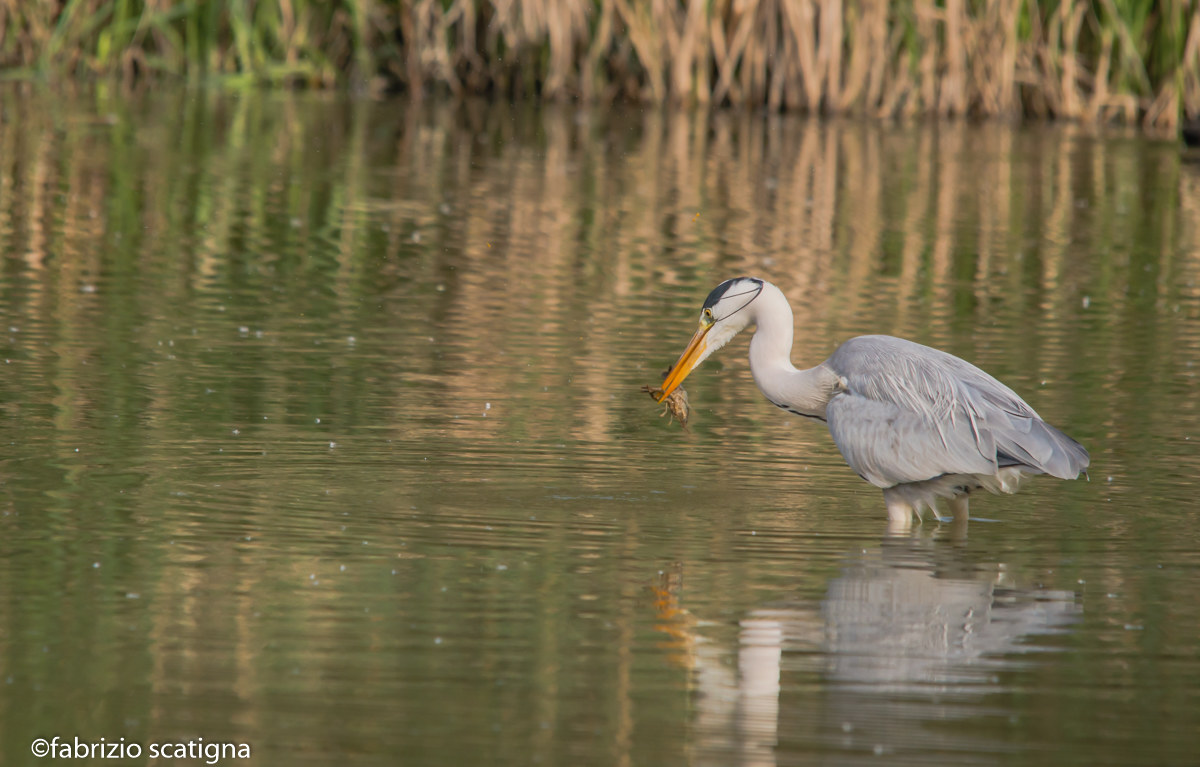 gray heron with shrimp