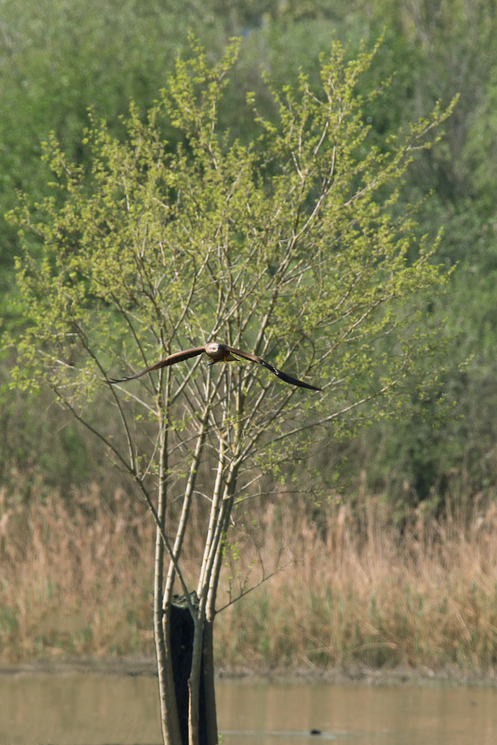 Hawk with Prey