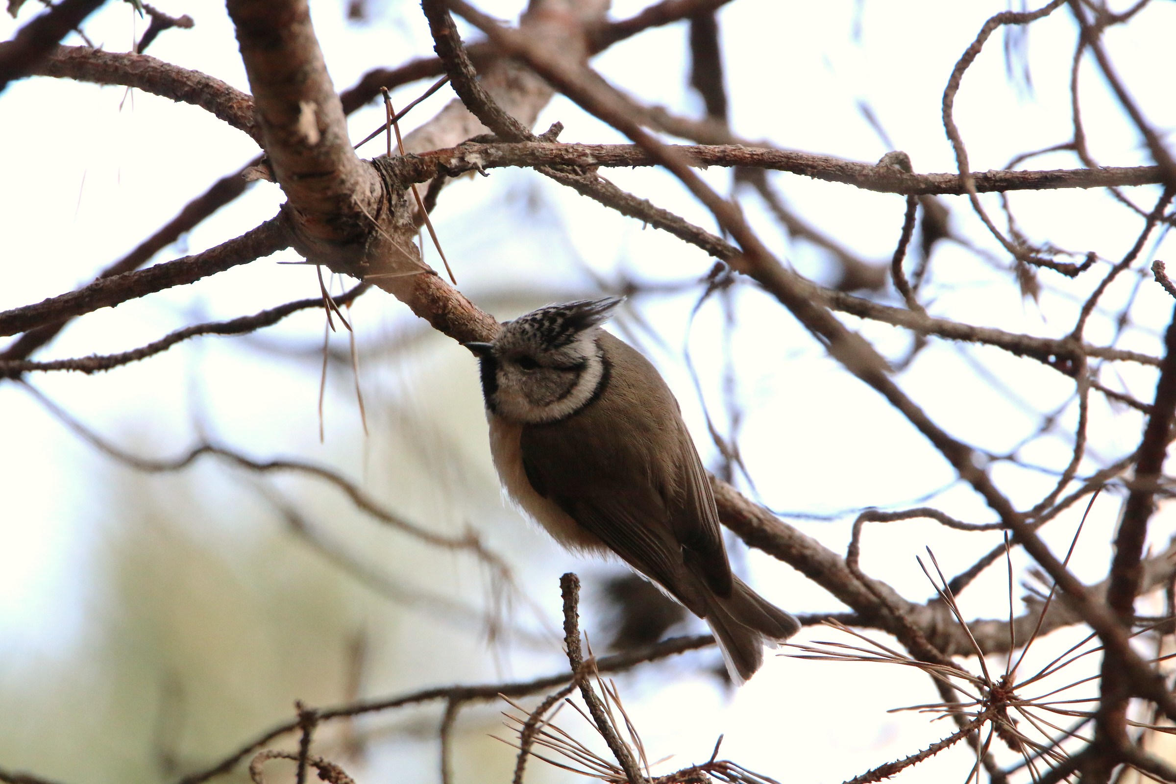 Crested tit