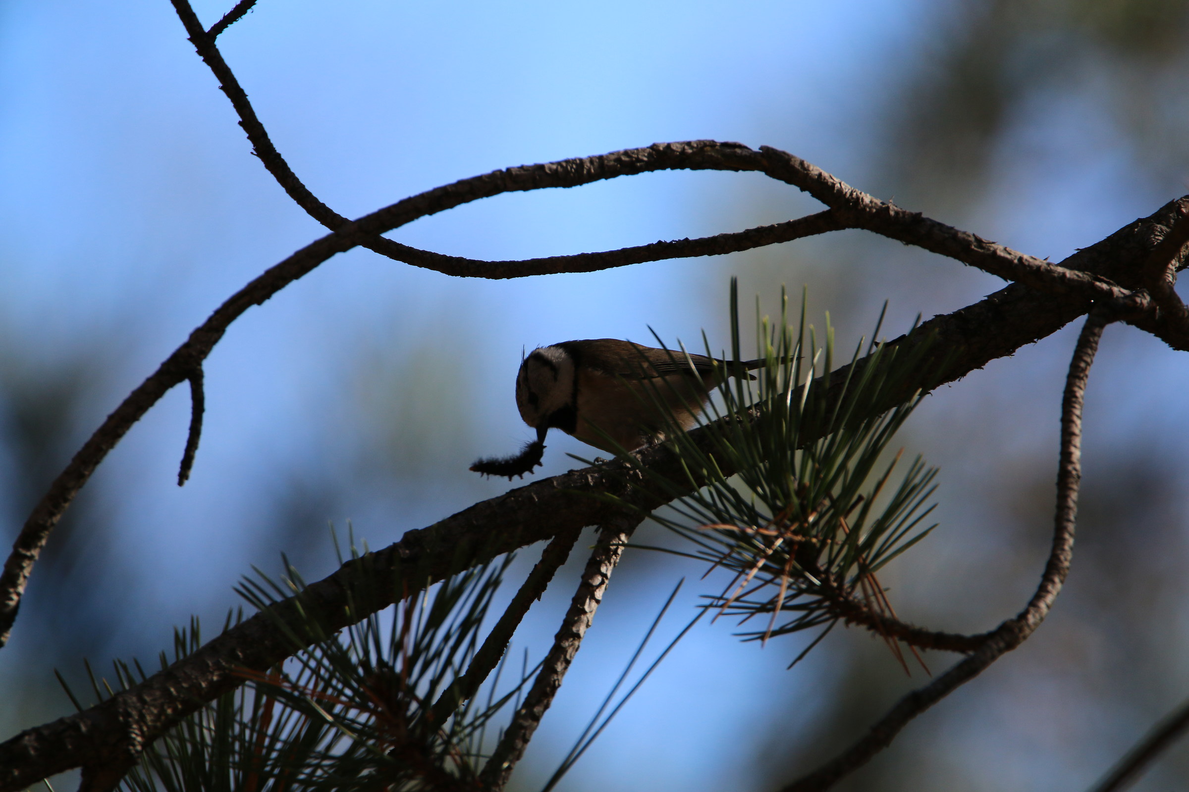 Crested Tit with prey