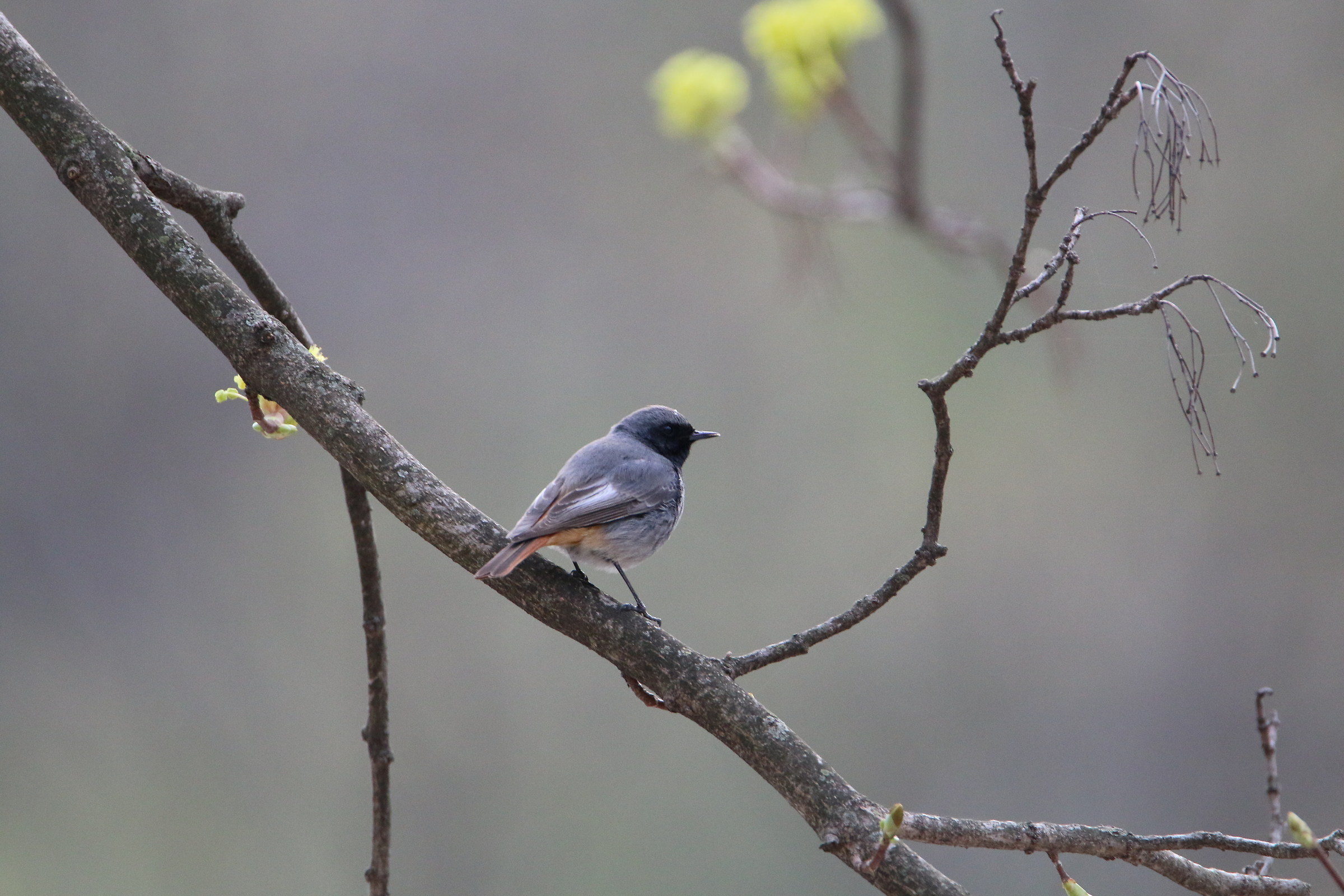 black redstart