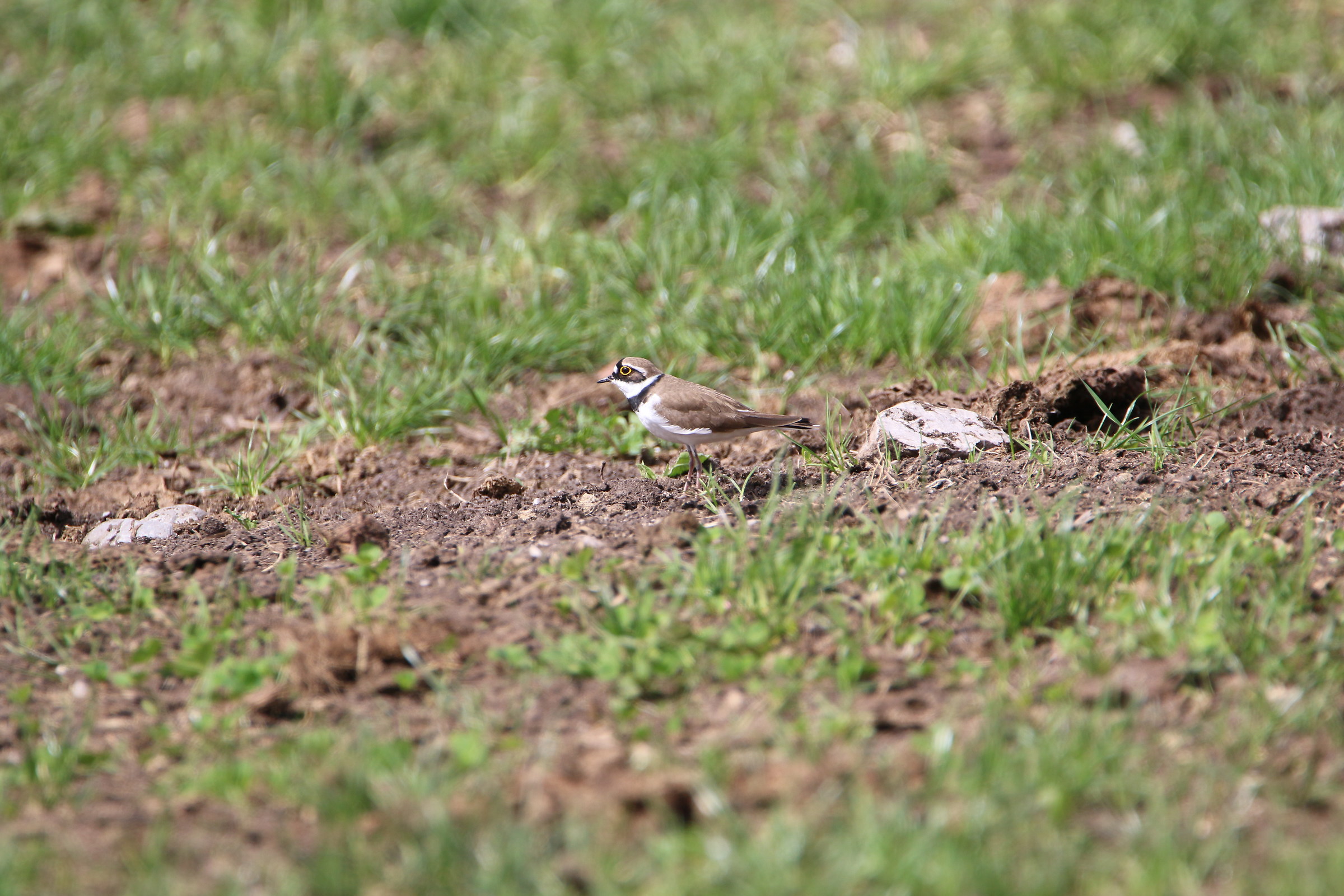 little Ringed Plover