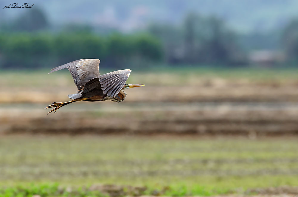 Airone rosso - Red heron
