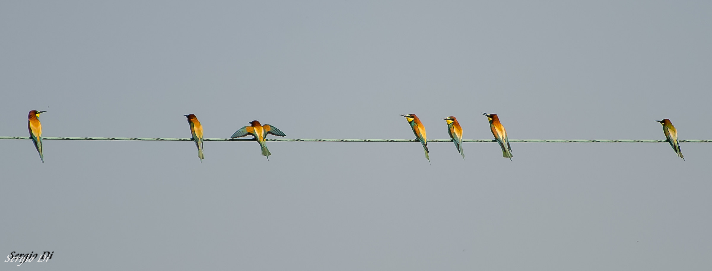 bee-eaters