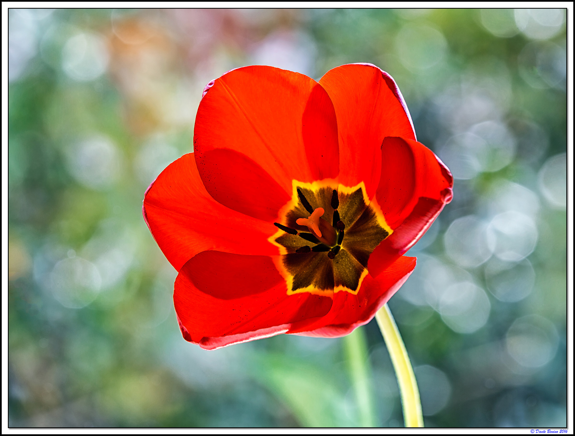 Trasparenze riflesse