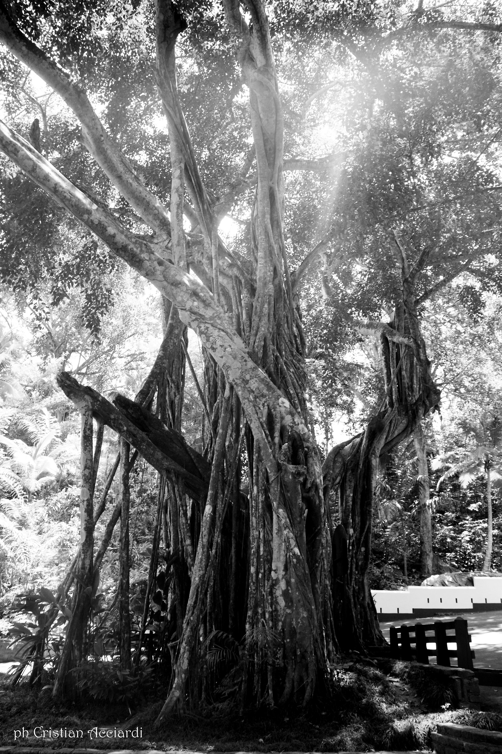 Banyan tree (Jamaica)