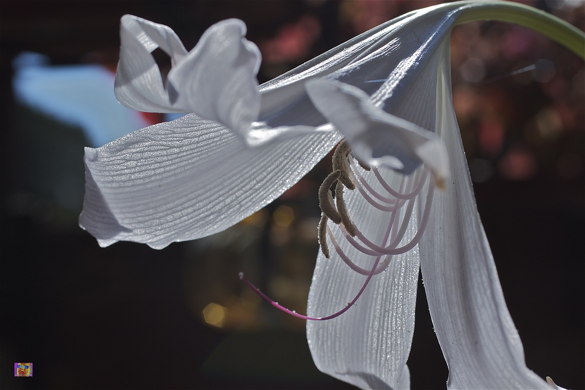 ... reflections of odors ...