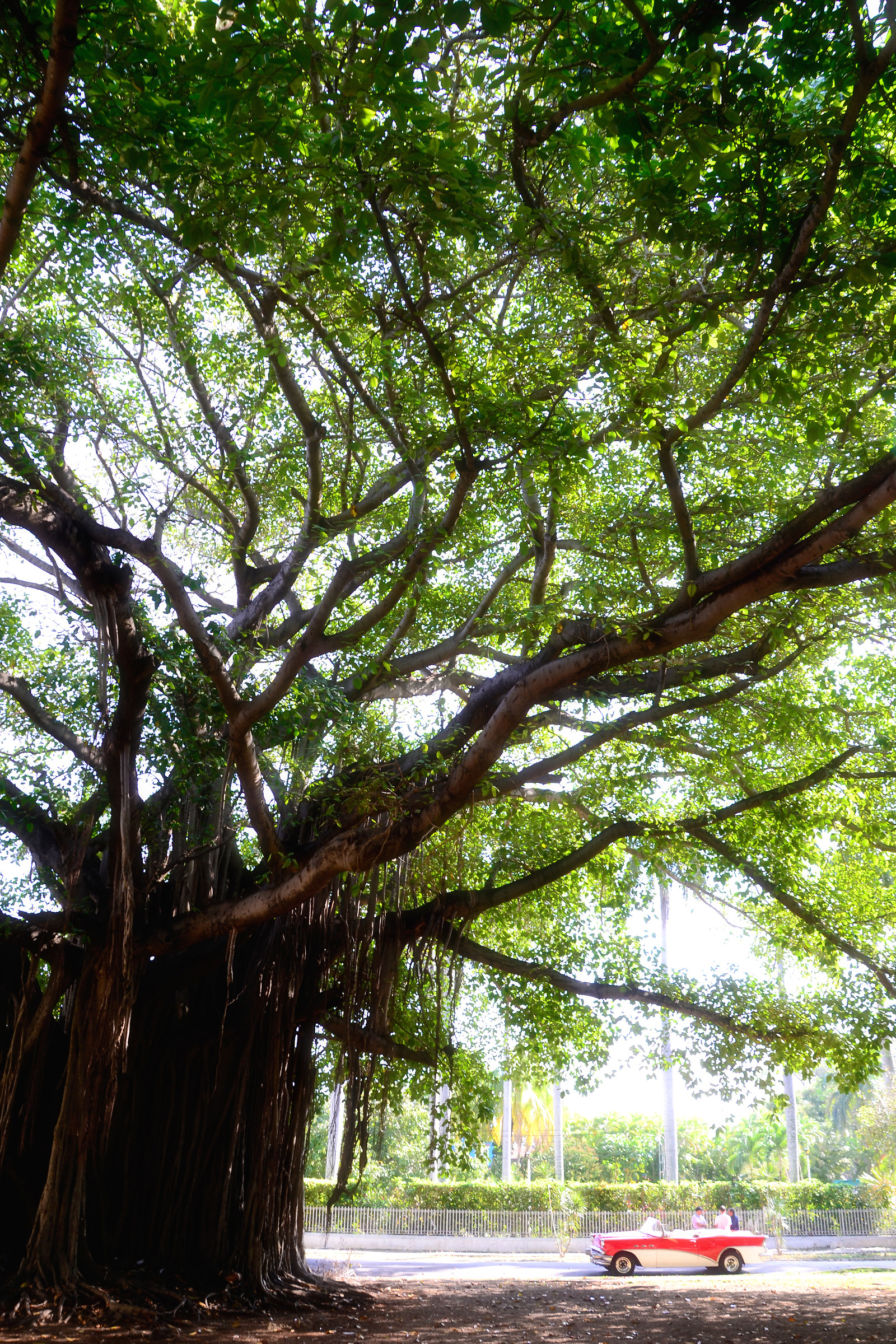 A bit of Africa and Cuba