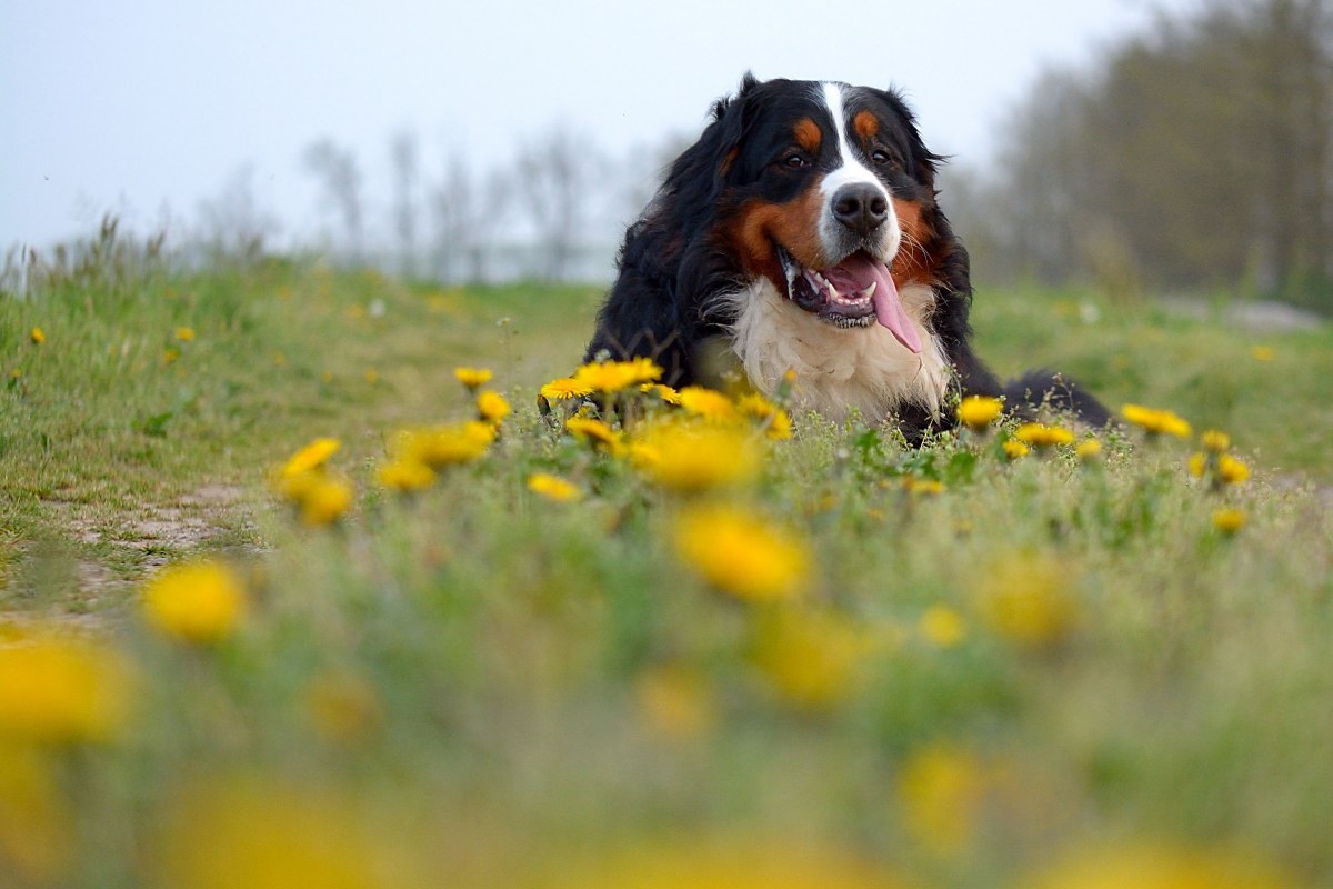 Among the flowers I rest