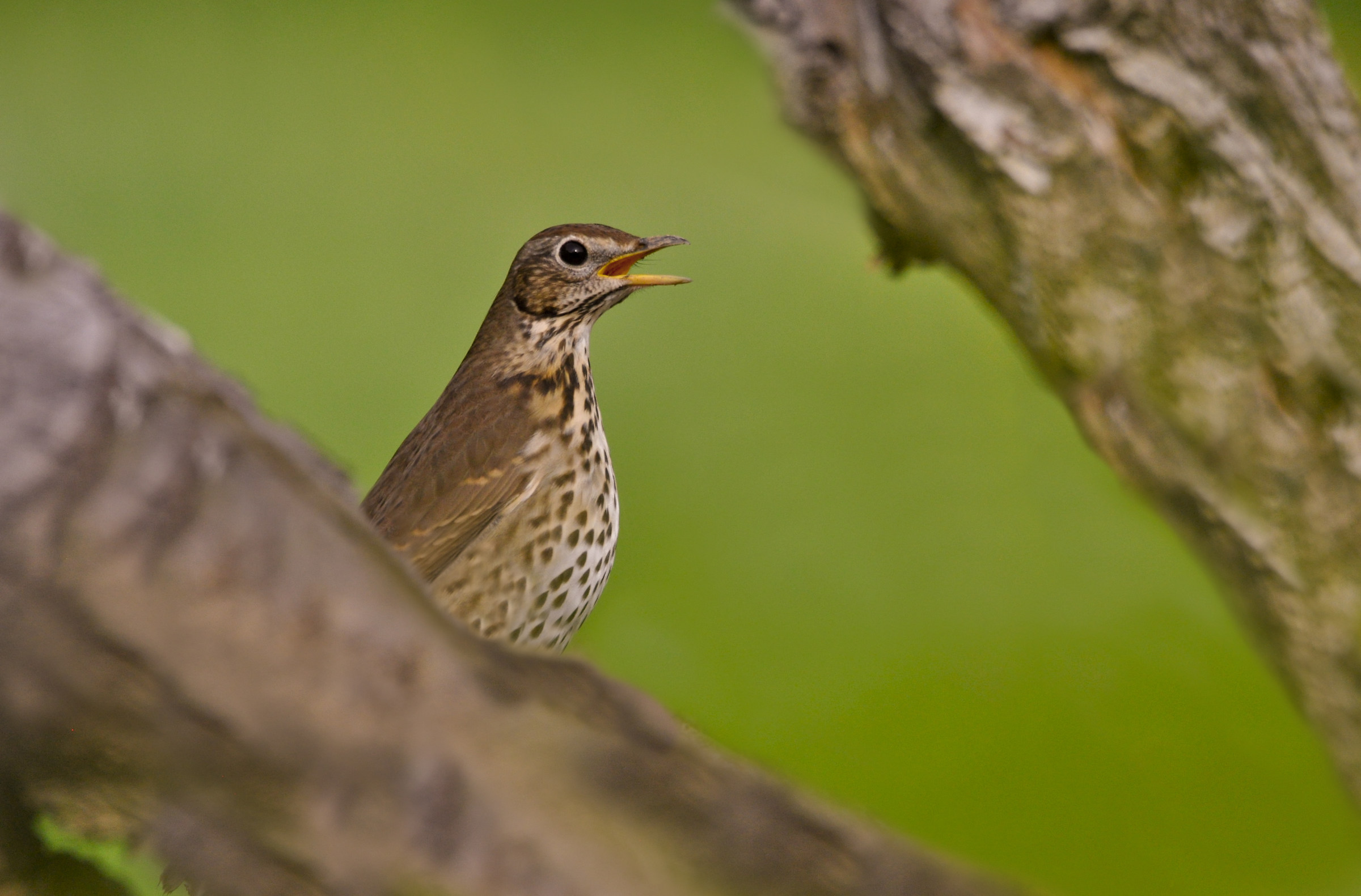 Motivi flautati di primavera 1