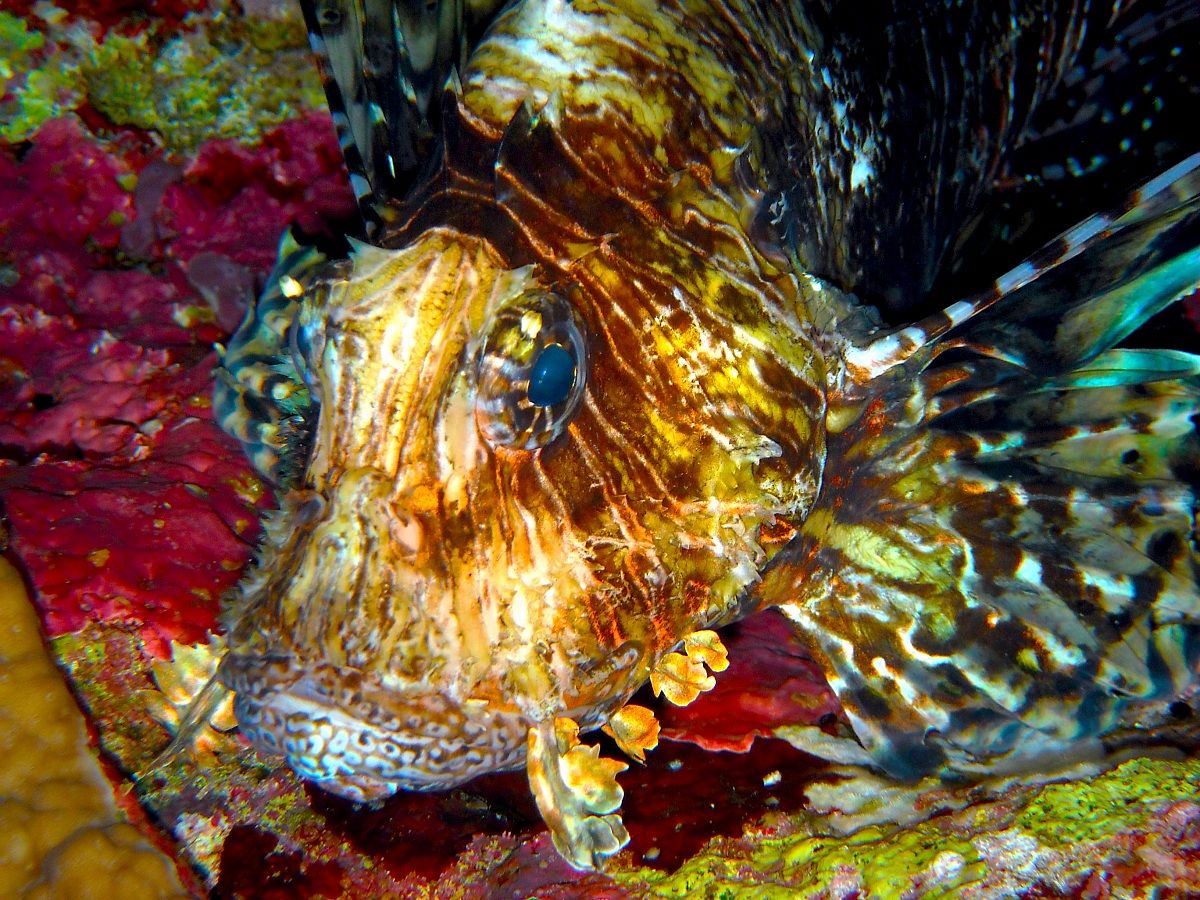 Lion Fish - Close up