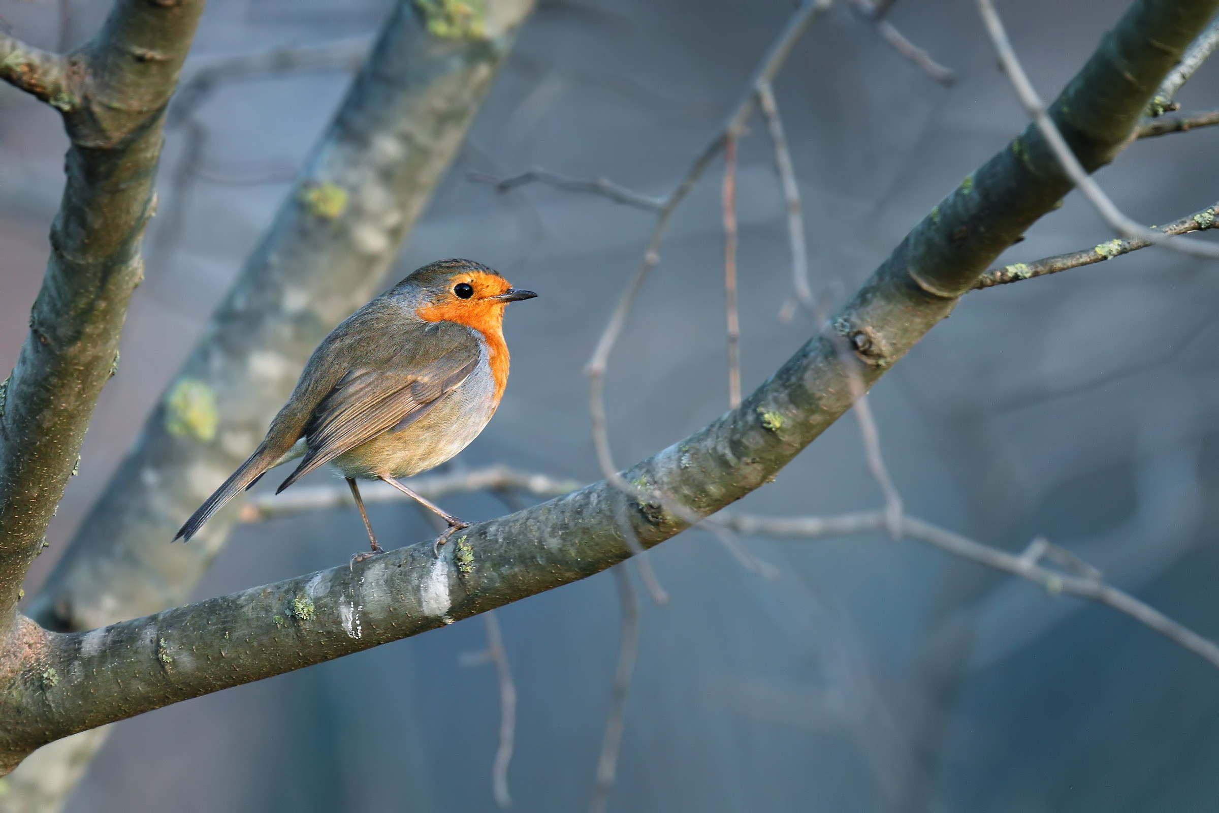 Robin in the early morning