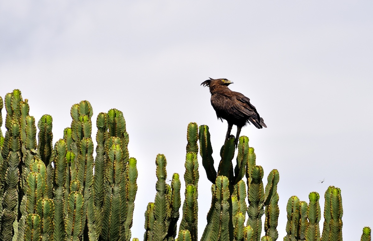 Crested Eagle