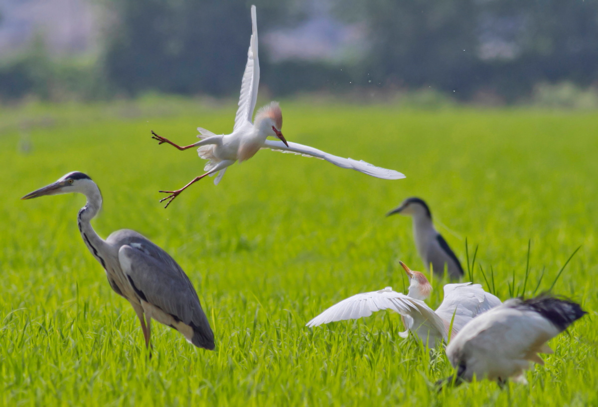 Guardabuoi:              All'Attacco