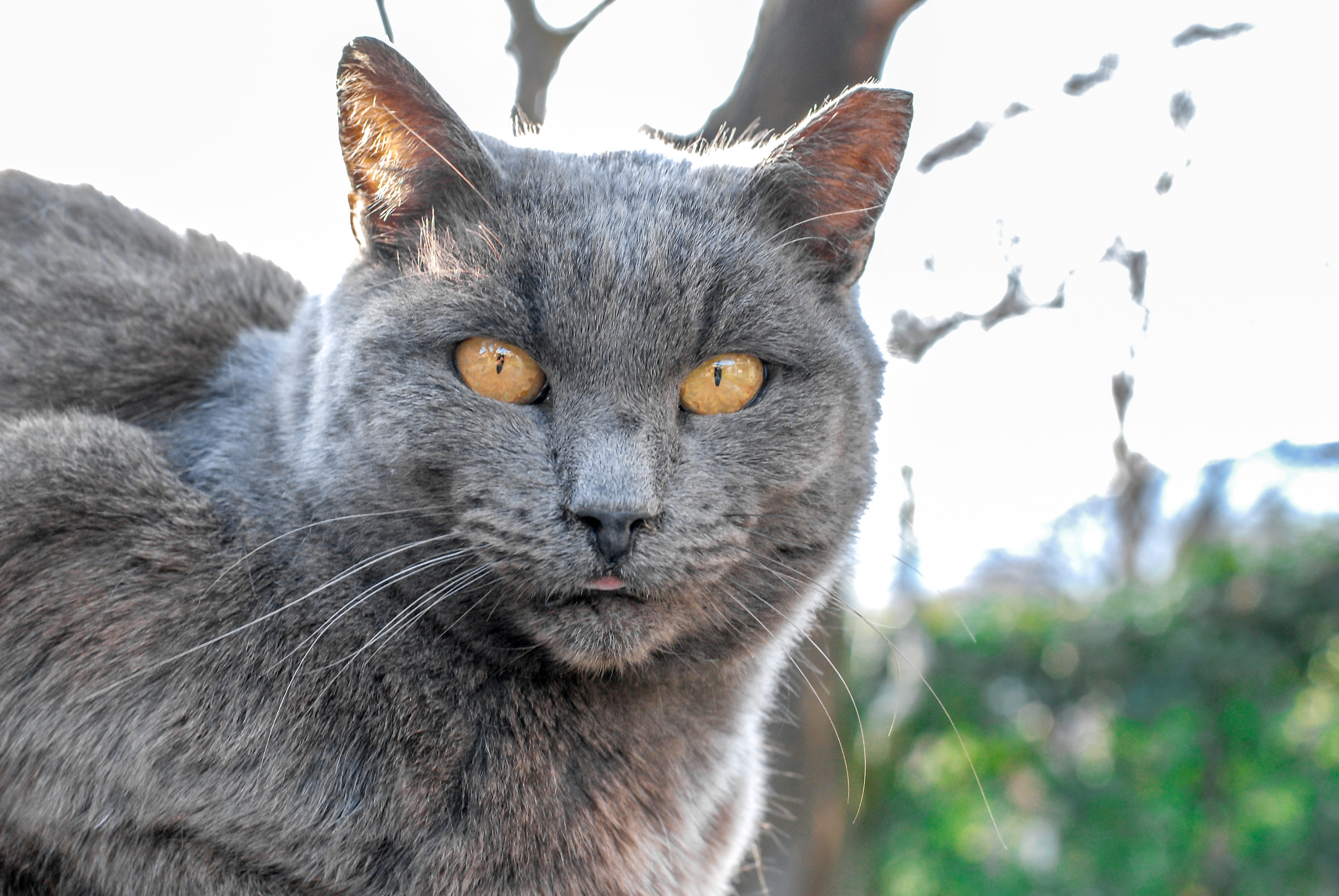 You do photographers and I'll do my tongue out!