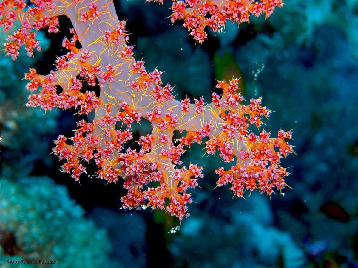 Soft Coral