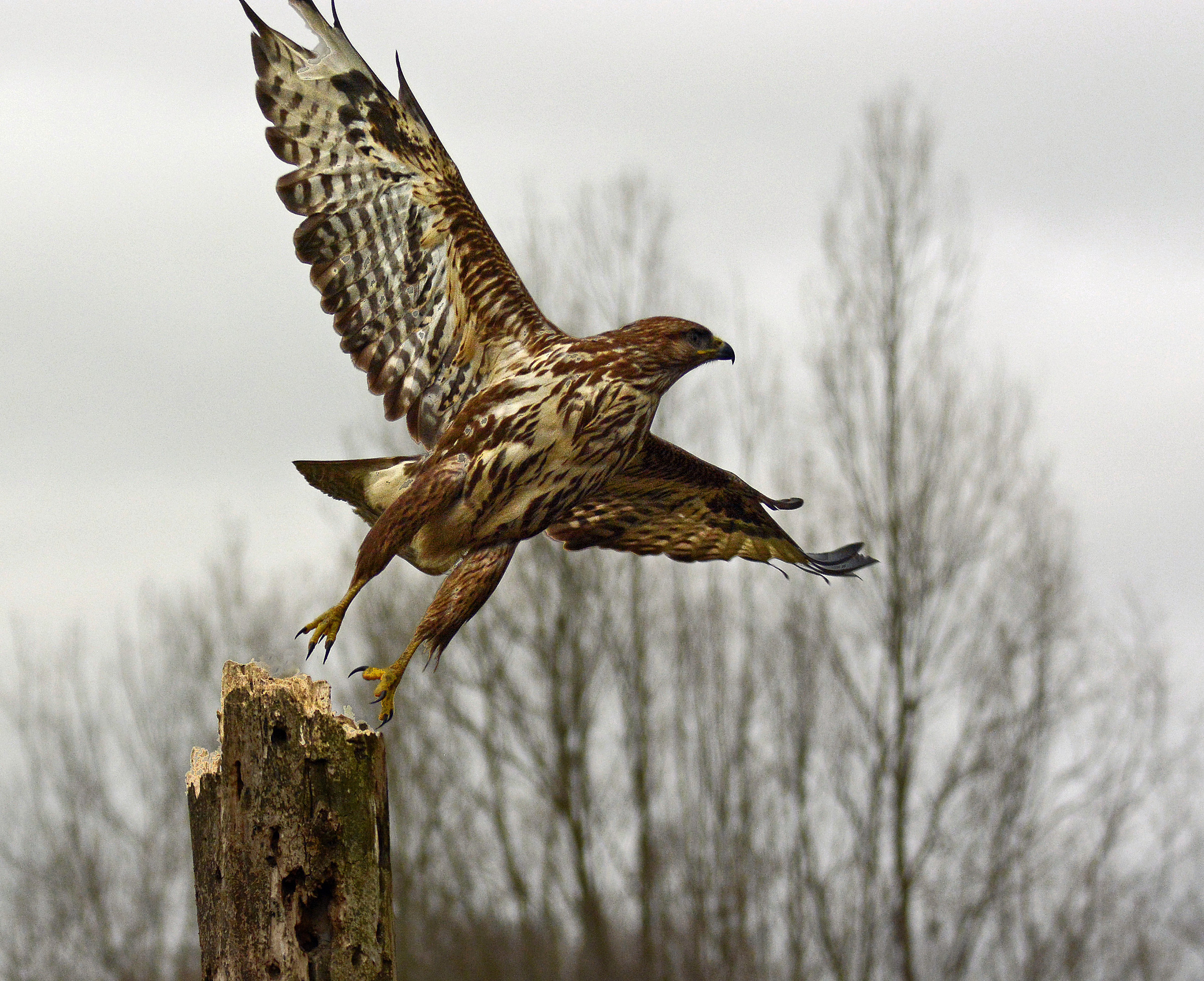 The Poiana Stands the Flight