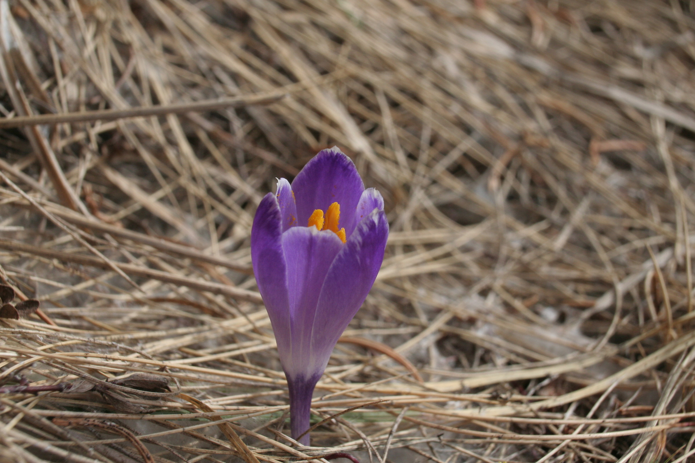 Crocus_2016_ef 18-55 + extesion tube