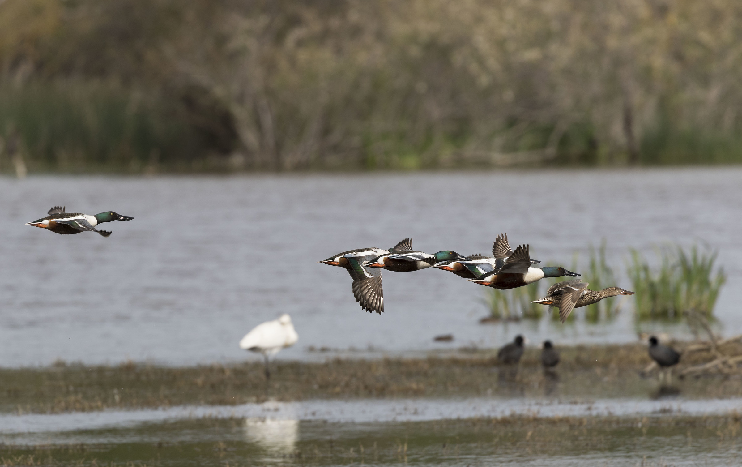 Shoveler in flight