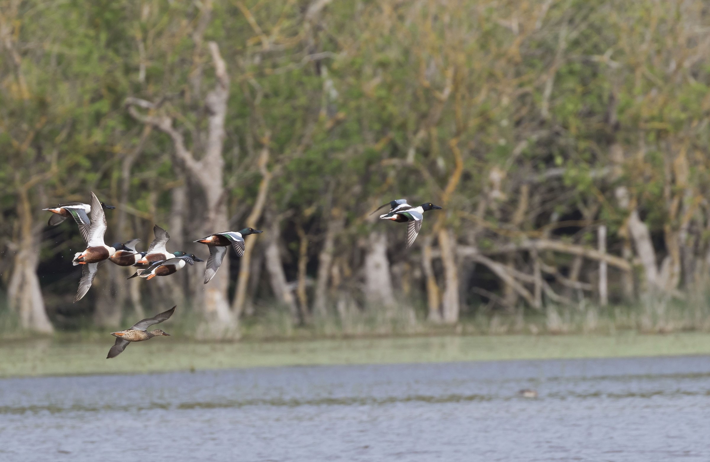 Shoveler in flight 2