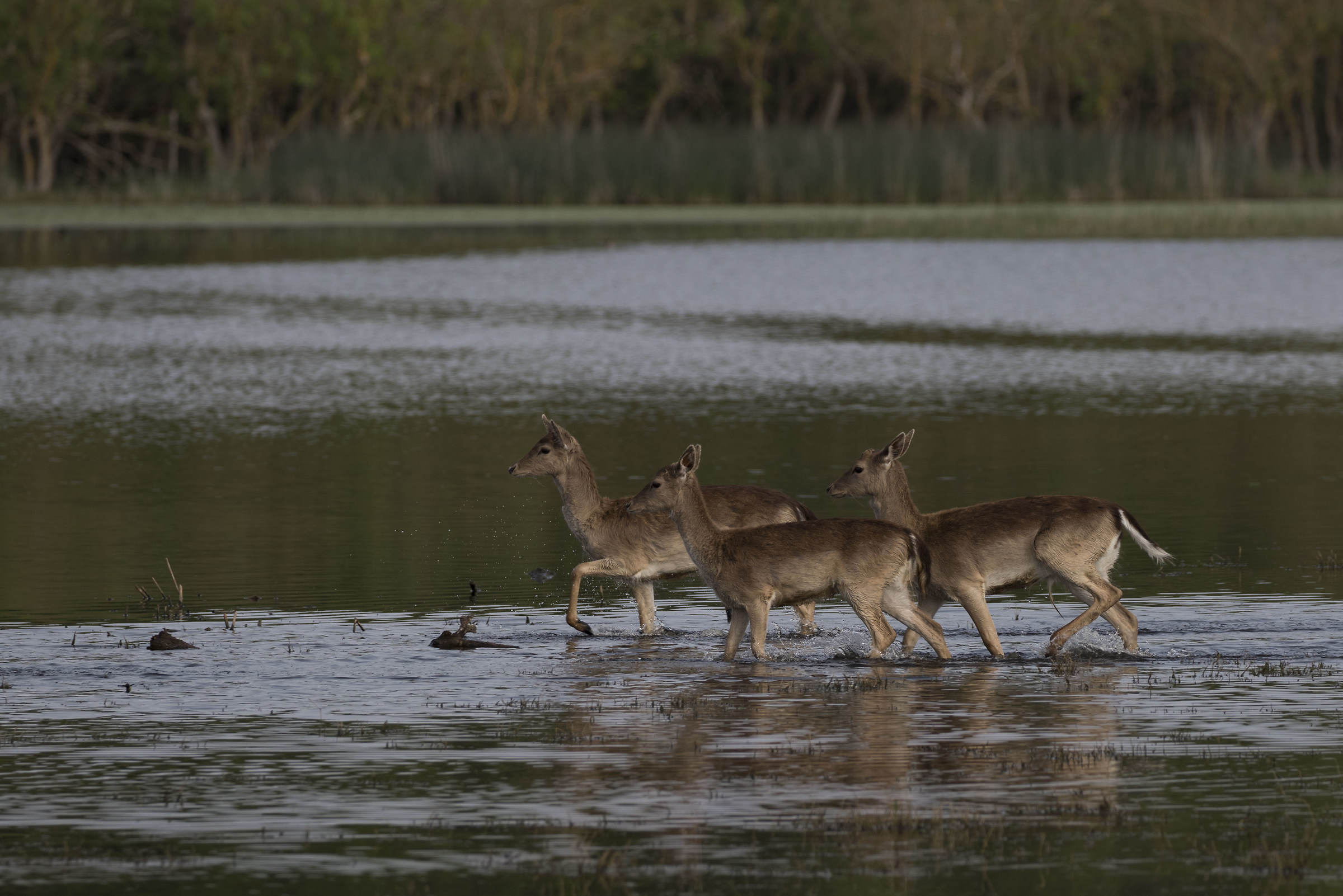 fallow deer
