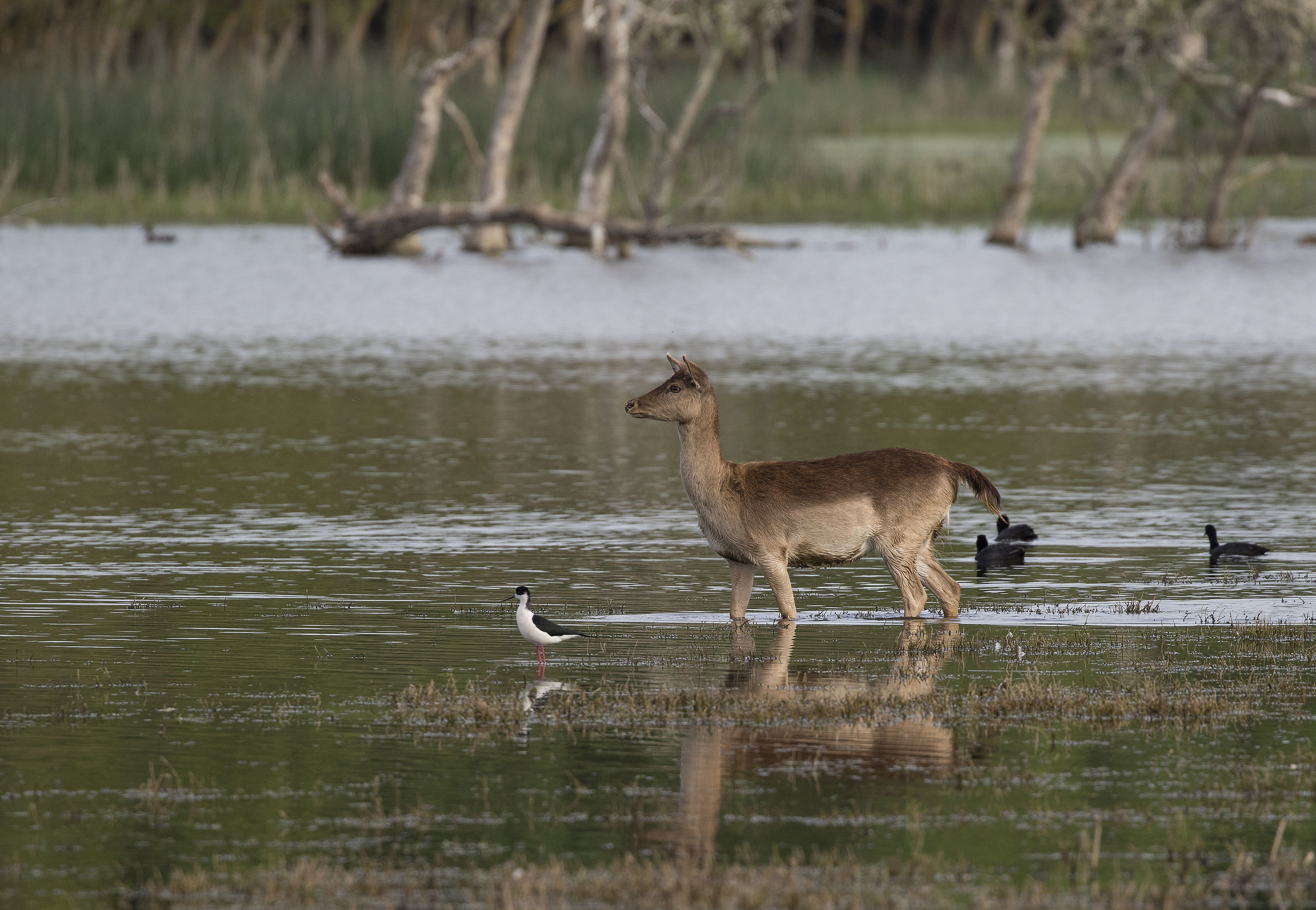 fallow deer