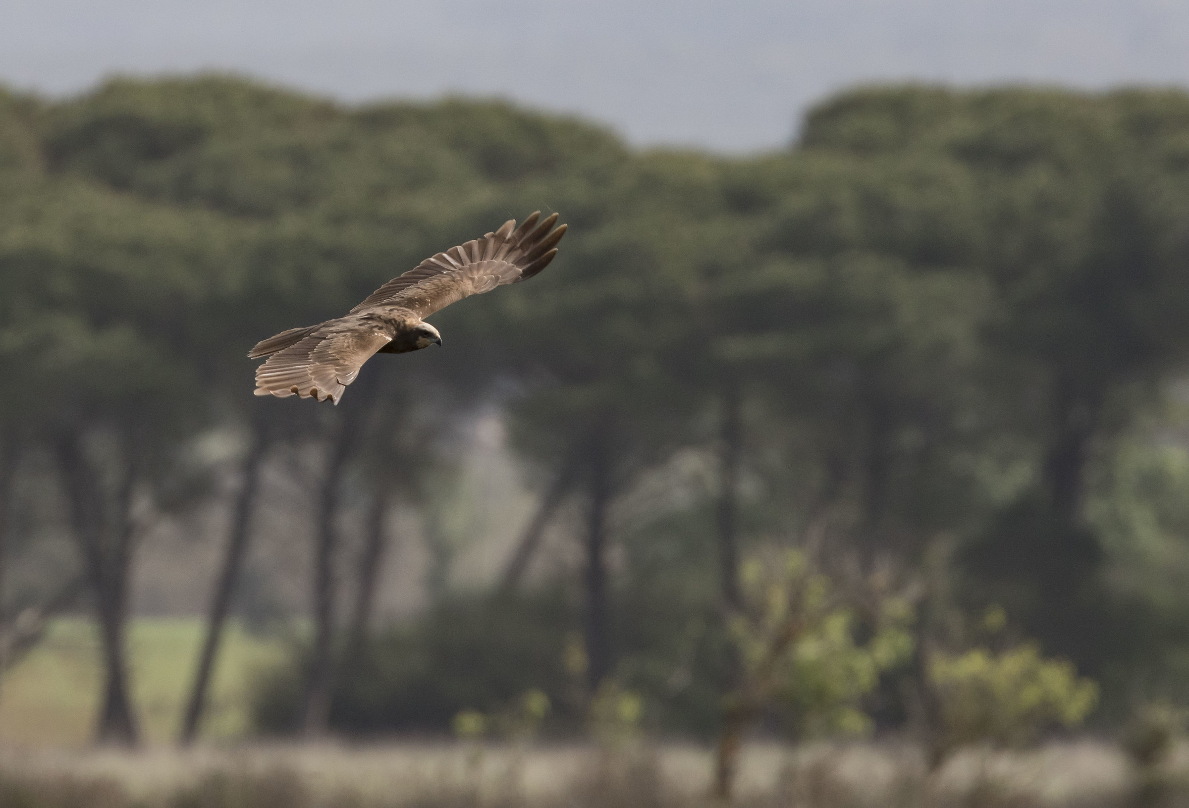 il falco e la folaga 1