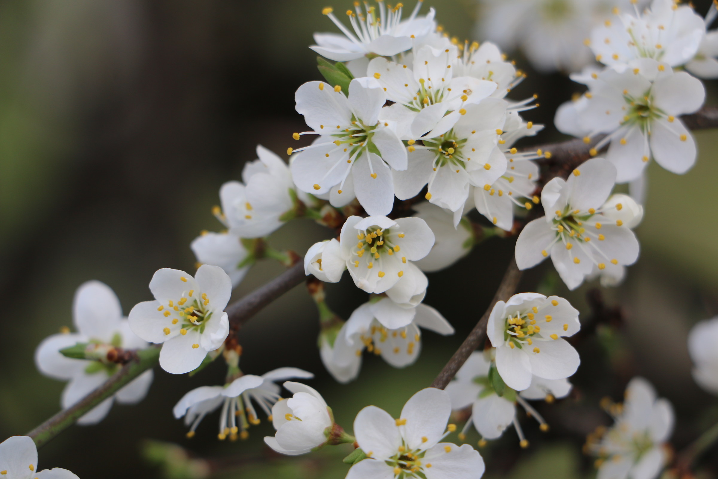 yellow pistils like a sea of ??stars