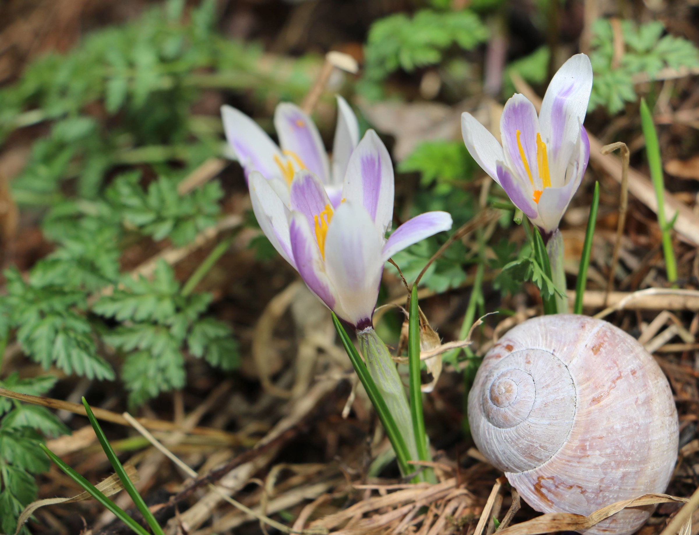 First flowers in the high mountains Krokus