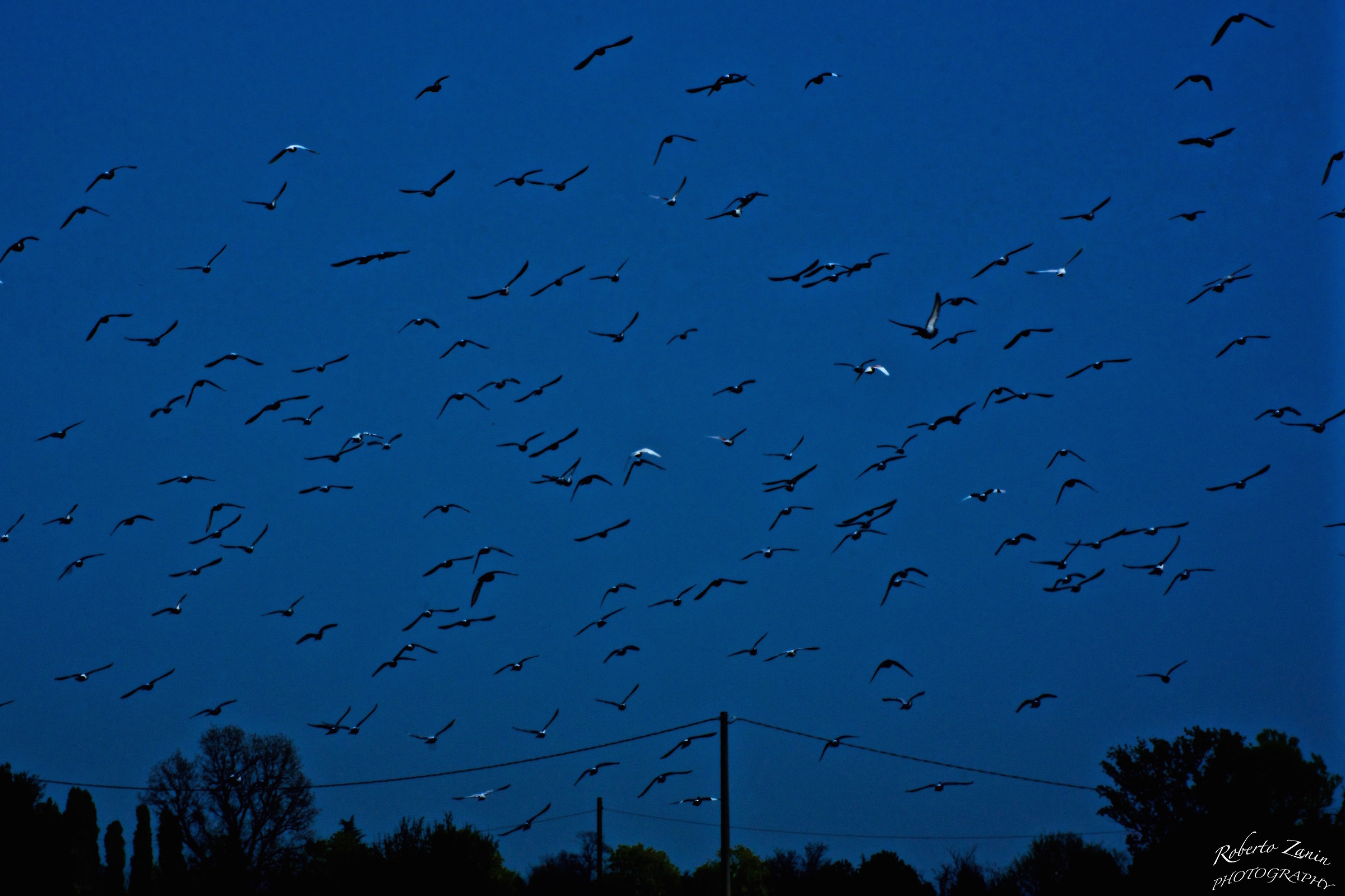 Doorway to gaze ... flocks d 'blacks birds ......