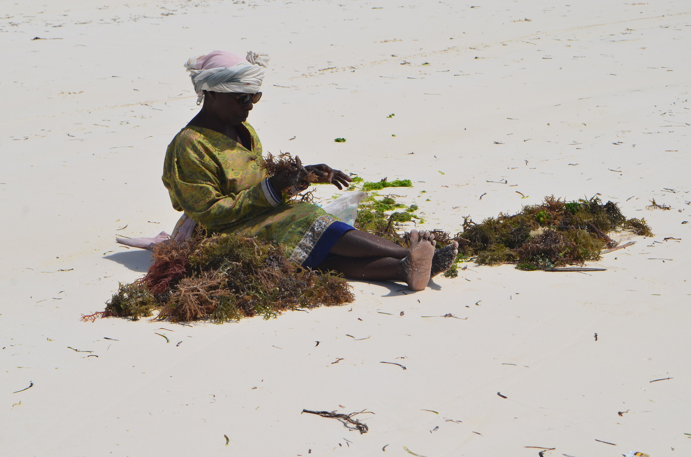 Raccoglitrice di alghe